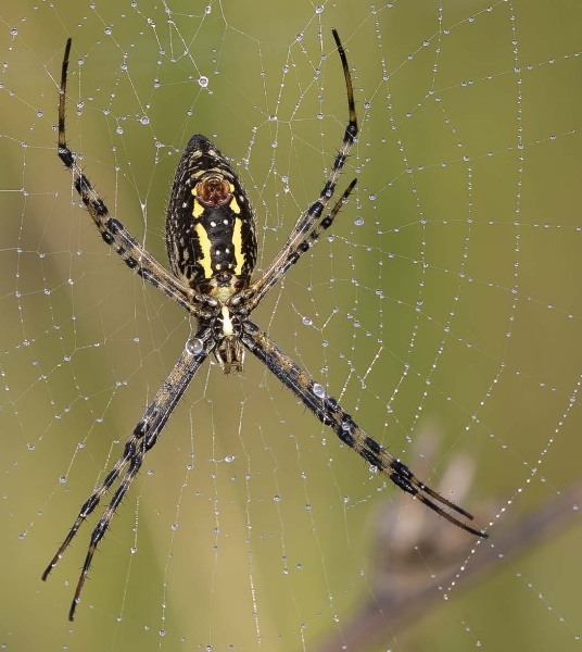 Common Garden spider in a lovely web