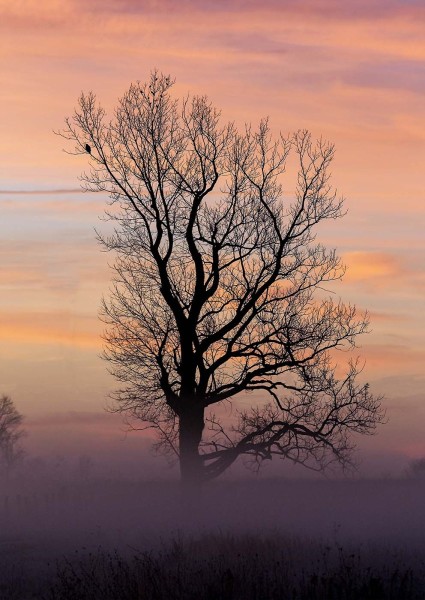 Birds waiting for sunrise