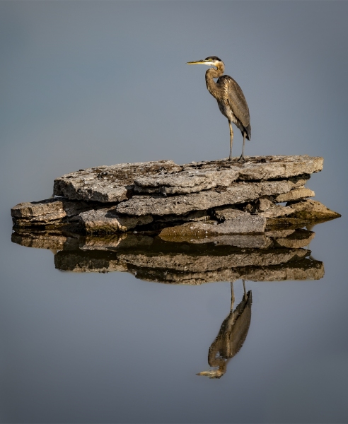 The heron warms himself in the sun