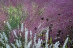 Fall Grass