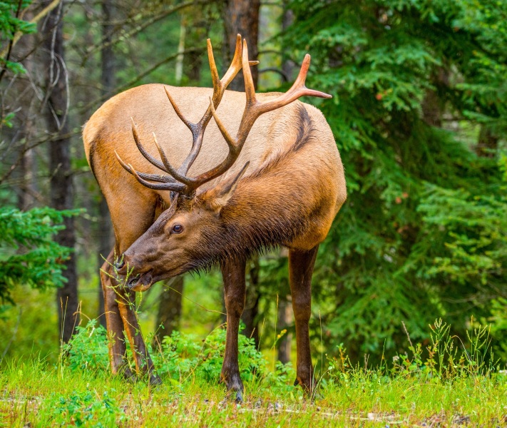 Elk Photographed Outside of Banff