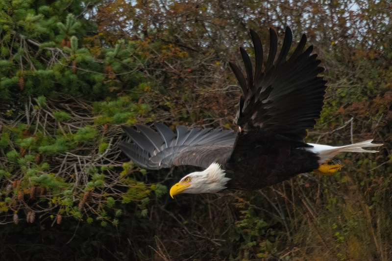 American Bald Eagle