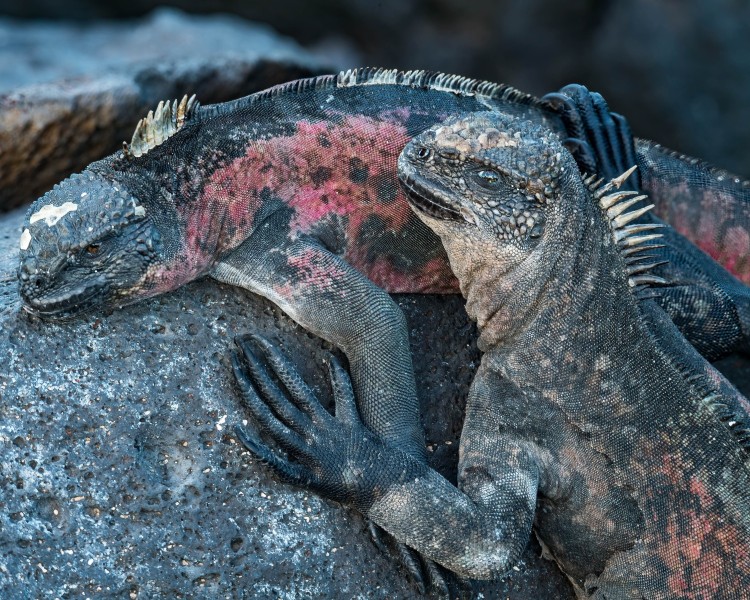 Gulapagos Marine Iguanas