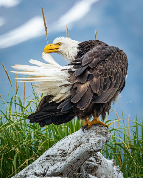 American Bald Eagle