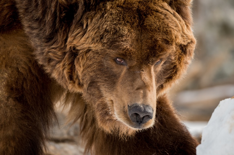 Close-up of a Grizzle Bear Face