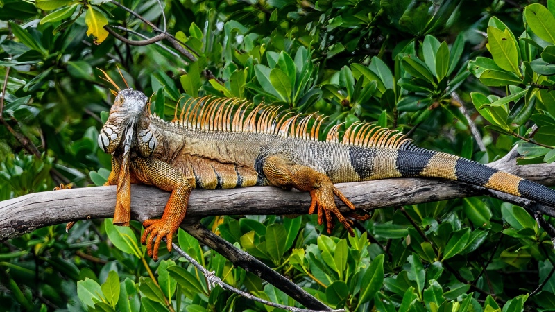 Large Iguana Enjoys the Afternoon