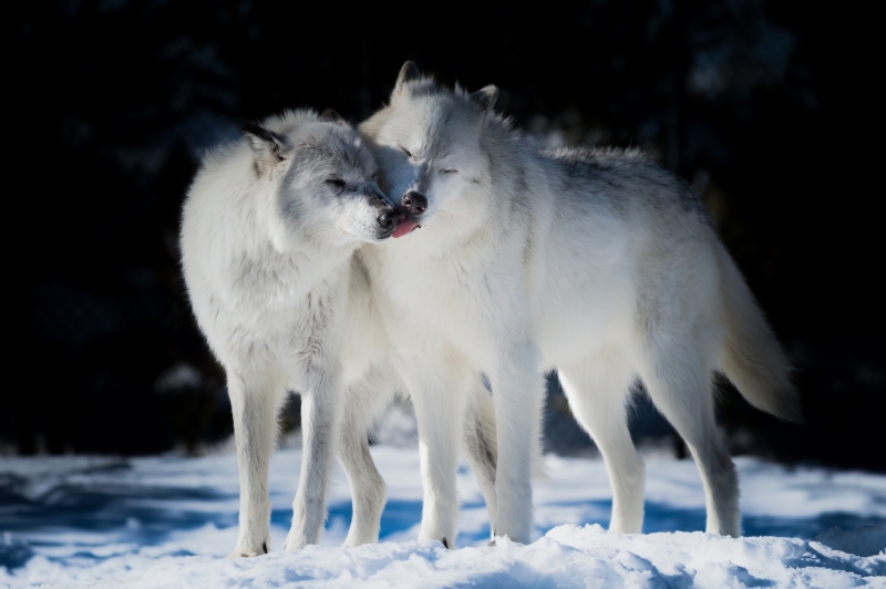 Kissing Wolves