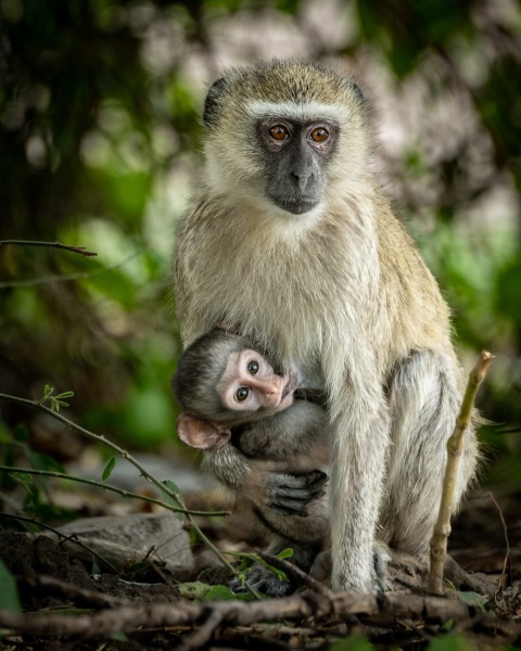 Mama Vervet and Baby