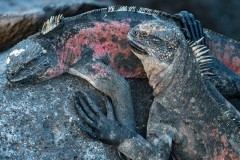 Gulapagos Marine Iguanas