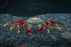 Colorful Galapagos Crab