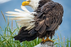 American Bald Eagle