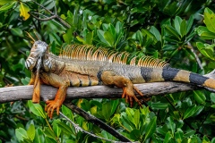 Large Iguana Enjoys the Afternoon