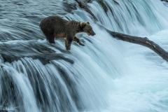 Grizzly Bear Hunting Salmon at Brooks Falls