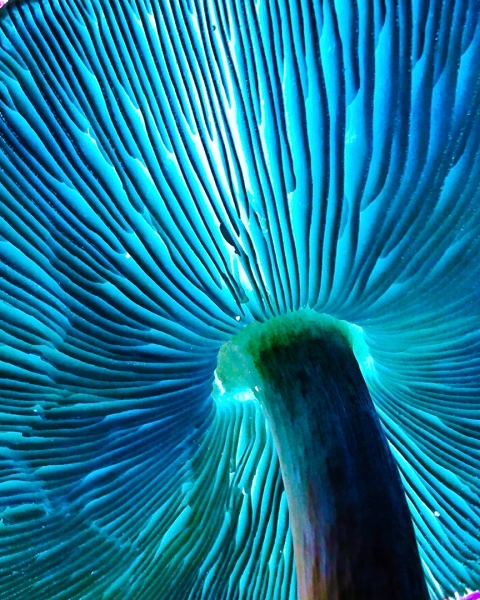 Blue Shroom