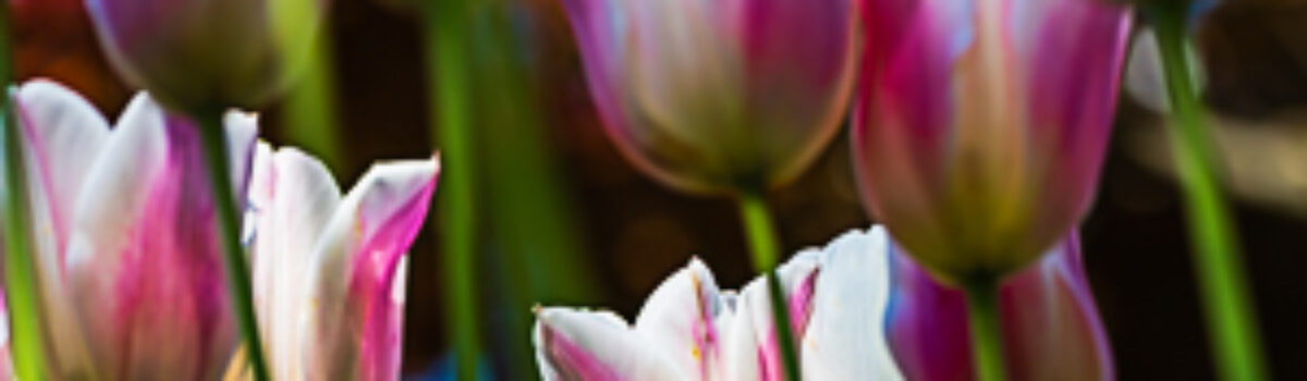 Tulips At Spring Grove